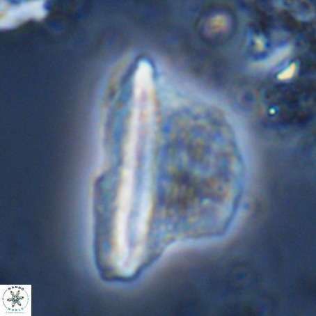 Pennalithus extensus VR 10081