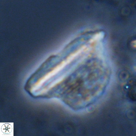 Pennalithus extensus VR 10083