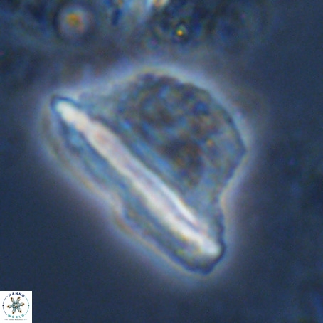 Pennalithus extensus VR 10085