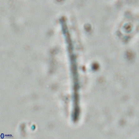 Pennalithus farnsworthii 26878