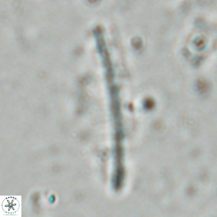 Pennalithus farnsworthii 26878