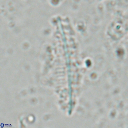 Pennalithus farnsworthii 26879