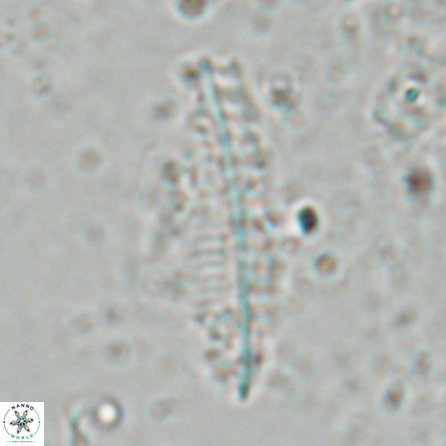 Pennalithus farnsworthii 26879