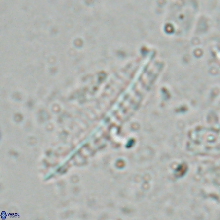 Pennalithus farnsworthii 26880