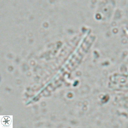 Pennalithus farnsworthii 26880