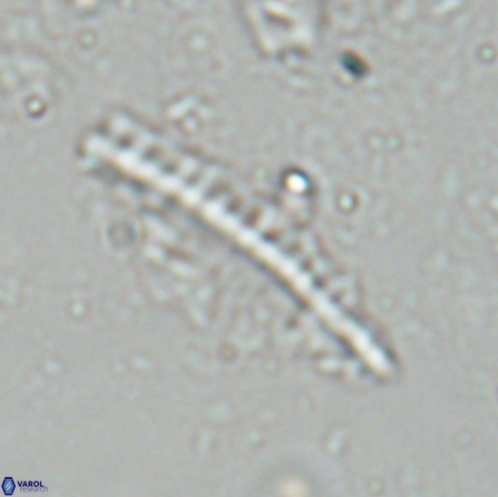 Pennalithus farnsworthii 26881