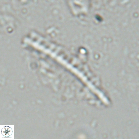Pennalithus farnsworthii 26881