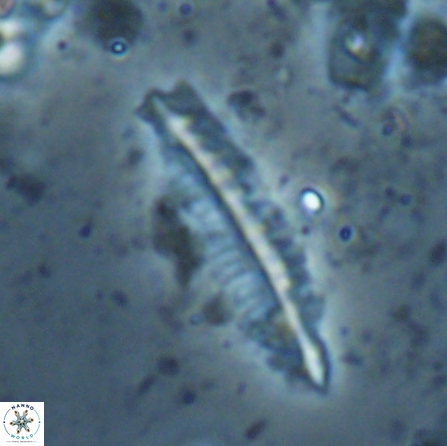 Pennalithus farnsworthii 26882