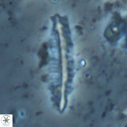 Pennalithus farnsworthii 26884