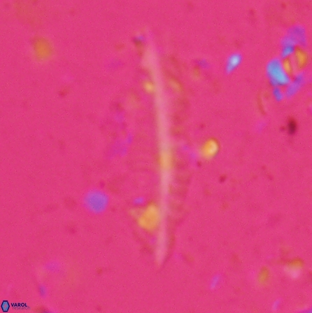 Pennalithus farnsworthii 26885