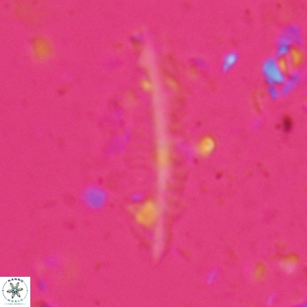 Pennalithus farnsworthii 26885