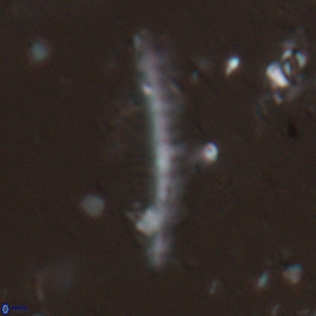 Pennalithus farnsworthii 26886