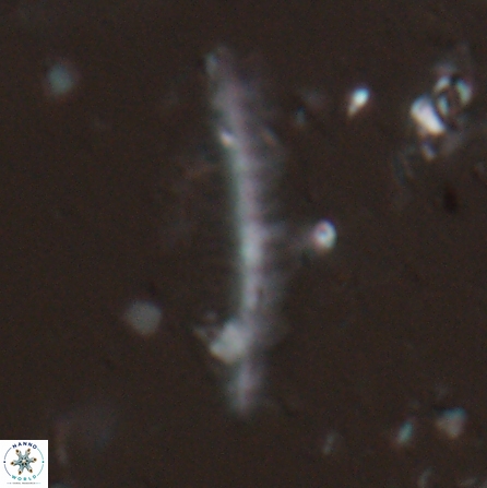 Pennalithus farnsworthii 26886