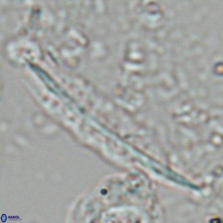 Pennalithus farnsworthii 26996