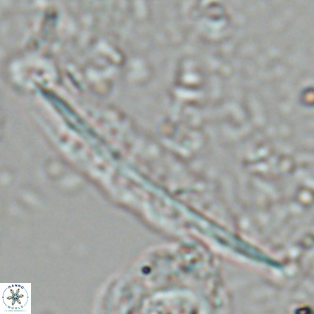 Pennalithus farnsworthii 26996