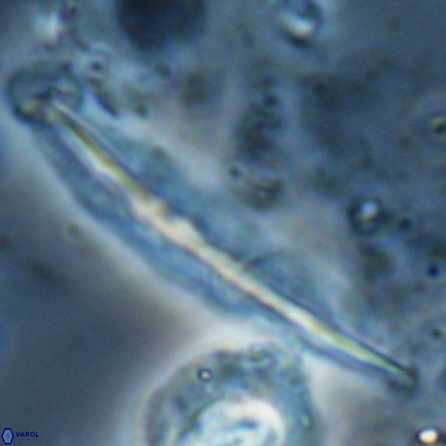 Pennalithus farnsworthii 26997