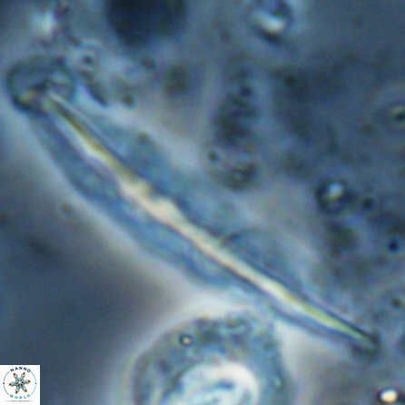 Pennalithus farnsworthii 26997