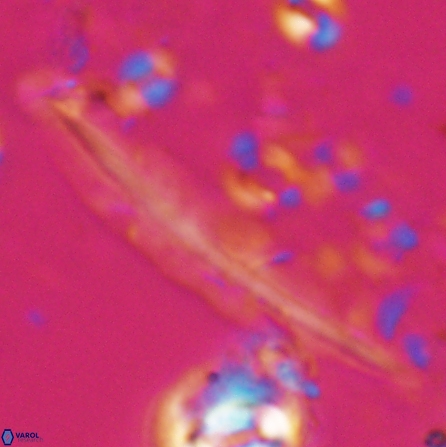 Pennalithus farnsworthii 26998