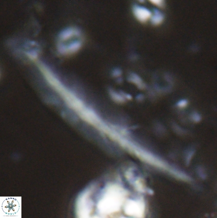 Pennalithus farnsworthii 26999