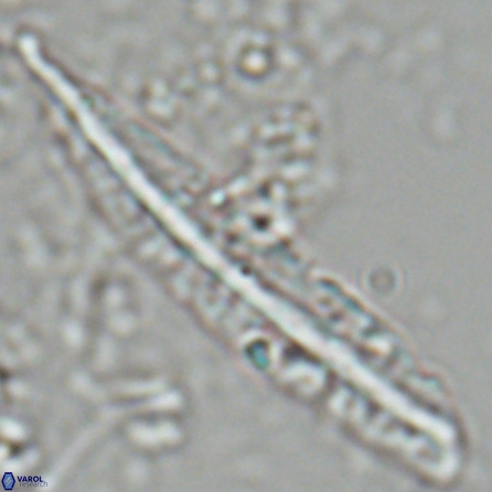 Pennalithus farnsworthii 27007