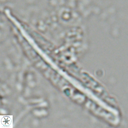 Pennalithus farnsworthii 27007