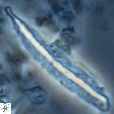 Pennalithus farnsworthii 27008