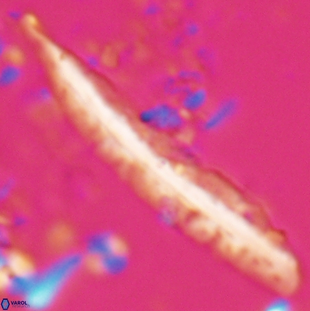 Pennalithus farnsworthii 27009