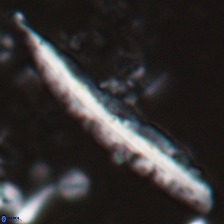 Pennalithus farnsworthii 27010