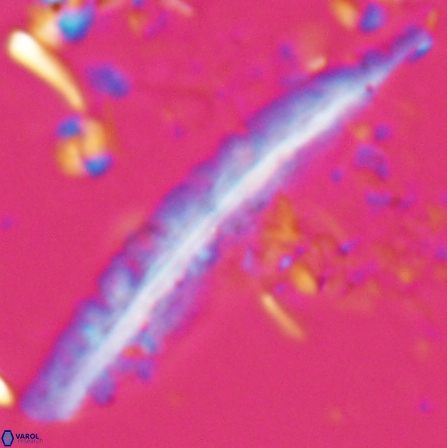 Pennalithus farnsworthii 27011