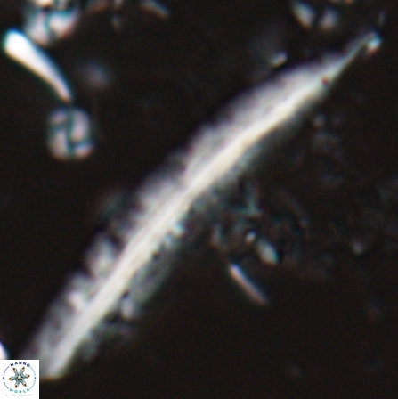 Pennalithus farnsworthii 27012