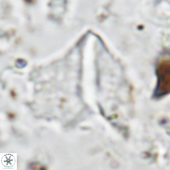 Pennalithus finifer VR 06626