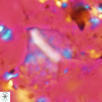 Pennalithus finifer VR 06634
