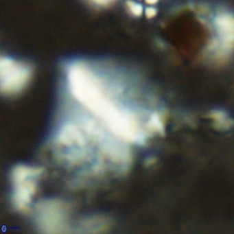 Pennalithus finifer VR 06635