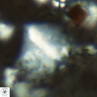 Pennalithus finifer VR 06635