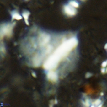 Pennalithus finifer VR 06636