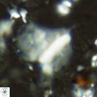 Pennalithus finifer VR 06636