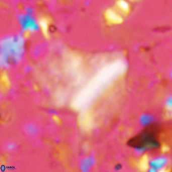 Pennalithus finifer VR 06637