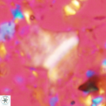Pennalithus finifer VR 06637