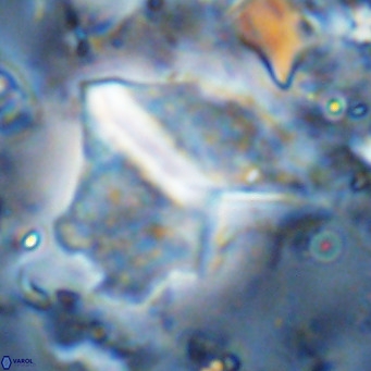 Pennalithus finifer VR 06630