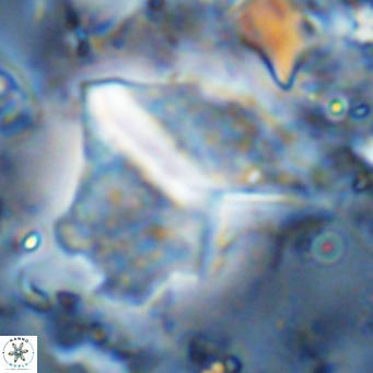 Pennalithus finifer VR 06630