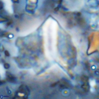 Pennalithus finifer VR 06631