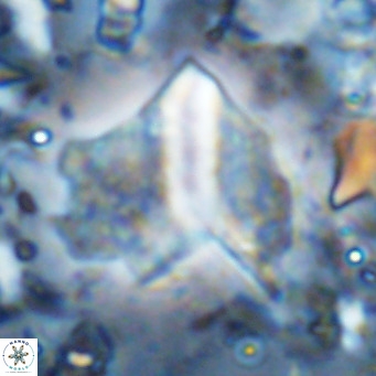 Pennalithus finifer VR 06631