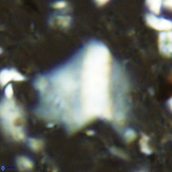 Pennalithus finifer VR 06632