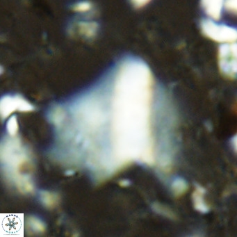 Pennalithus finifer VR 06632