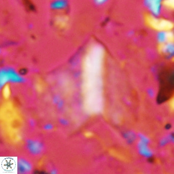 Pennalithus finifer VR 06633