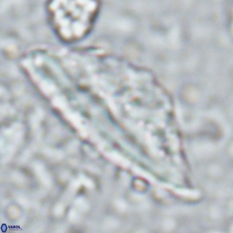 Pennalithus rugosus VR 16446