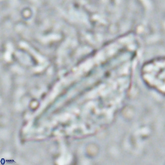 Pennalithus rugosus VR 16447