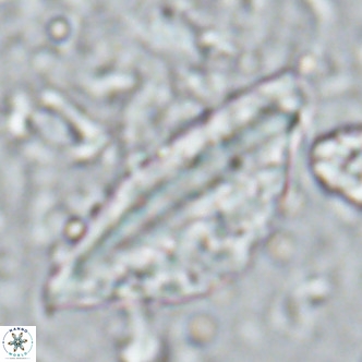 Pennalithus rugosus VR 16447