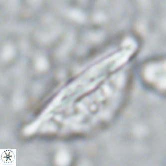 Pennalithus rugosus VR 16448
