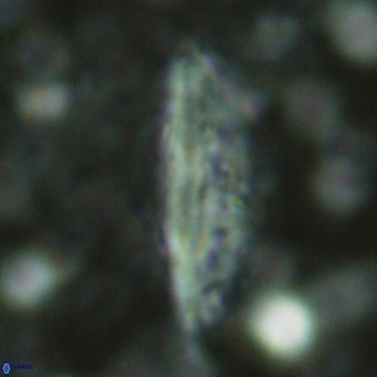 Pennalithus rugosus VR 16455